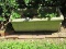 Classic Rectangular Concrete Planter w/ Scalloped Handles