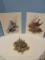 3 Special Edition Prints 2 North American Series Wild Life on The Farm Collection Plate