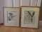 Pair - Botanical Orchids in Bloom Hand Colored Engravings in Wooden Frames/Gray Mats