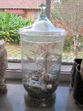 Tall Glass Terrarium Jar w/ Lid w/ Contents