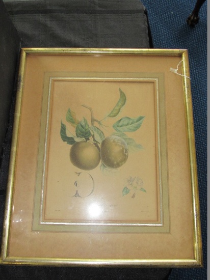 Apple Picture Print in Gilded Wooden Frame/Matt