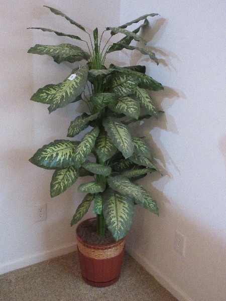 5ft Dieffenbachia Amoena A.K.A. Dumb Cane | Proxibid