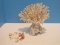 Decorative Coral Piece Shell Butterflies on Oyster Shell Base