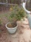 Thorn Bush in Grey Large Planter Pot