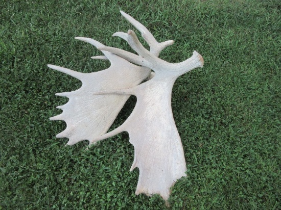 Pair - Decorative Moose Antlers Screwed Together