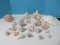 Wowsa! Collection of Conch Shells, Clam, Sand Dollars & Others