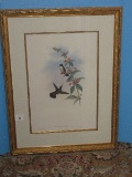 Hummingbird & Botanical Illustration Fine Art Print Attributed to J.Gould & H.C. Richter