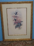 Hummingbird & Botanical Illustration Fine Art Print Attributed to J.Gould & H.C. Richter