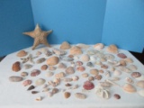 Wowsers! Collection of Various Sea Shells Star Fish, Sand Dollars, Etc.