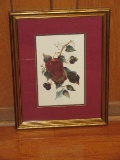 Botanical Apples & Cherry Art Print in Antiqued Gilded Patina Frame/Matt