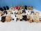 24 Ty Beanie Babies Collectible Plush Collectors Toys Various Dogs