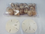 Collection 2 Sand Dollars & Coiled Shells
