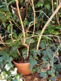 Flowering Bush in Basic Brown Pot Roots