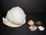 Large White Seashell w/ 4 Smaller Seashell Décor