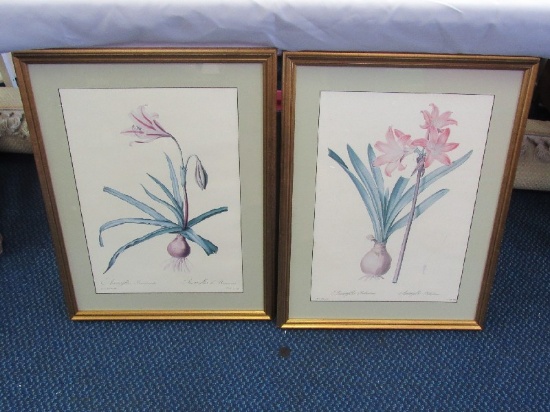 Pair - Amaryllis Belladonna & Amaryllis Broussontu Picture Prints in Gilted Wood Frames/Matt