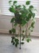 Live Pothos Aka Devils Ivy Plant w/ Black Wrought Iron Plant Stand