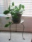 Live Pothos Aka Devils Ivy Plant w/ Black Wrought Iron Plant Stand
