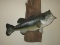 Largemouth Bass Taxidermy Fish Mounted on Driftwood Board Plaque