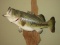 Largemouth Bass Taxidermy Fish Mounted on Driftwood Board Plaque
