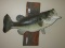 Largemouth Bass Taxidermy Fish Mounted on Driftwood Board Plaque