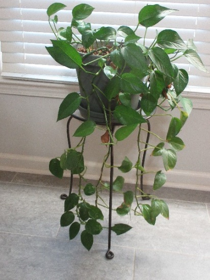 Live Pothos Aka Devils Ivy Plant w/ Black Wrought Iron Plant Stand