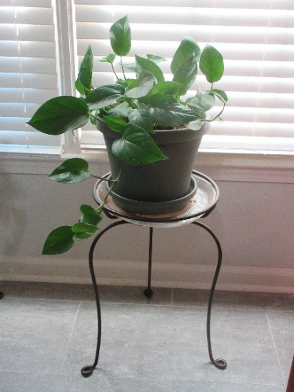 Live Pothos Aka Devils Ivy Plant w/ Black Wrought Iron Plant Stand
