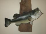 Largemouth Bass Taxidermy Fish Mounted on Driftwood Board Plaque
