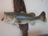 Largemouth Bass Taxidermy Fish Mounted on Driftwood Board Plaque