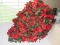 Poinsettia Christmas decoration lot