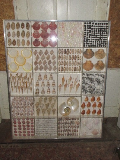 Exceptional Display Sea Shell Collection in Case Conus Imperial, Scallops, Nautilus etc.