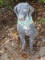 Concrete Garden Dog Statue 28