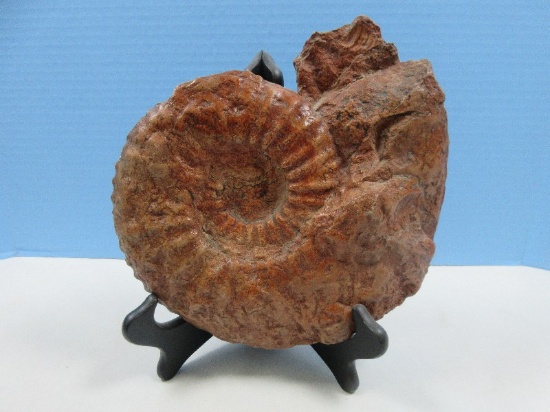 Rare Find Large Ammonite Fossil Cephalonia- Approx 8" x 9"