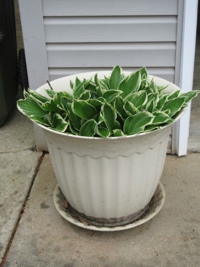 Large Flower Pot Planter w/Live Hosta Ready for Spring