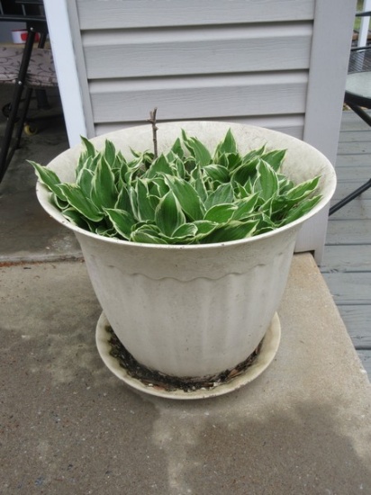 Large Flower Pot Planter w/Live Hosta Ready for Spring