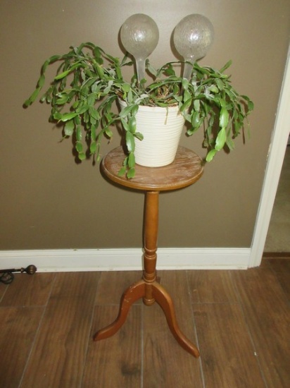 Traditional 28"H Plant Stand w/Live Christmas Cactus Plant Red Blooms