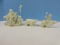 Department 56 Snowbabies Jack Frost a Sleigh Ride Through the Stars Pulled by Polar Bear