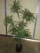 5ft Dracaena Faux Tropical Plant in Starter Pot- Pd. $99.99