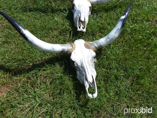 Longhorn skull