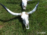 Longhorn skull