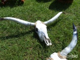 Longhorn skull