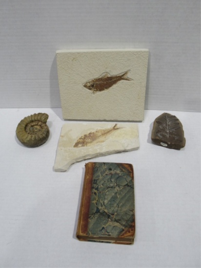 Prehistoric Fossil Box Lot