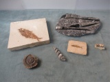 Prehistoric Fossil Box Lot