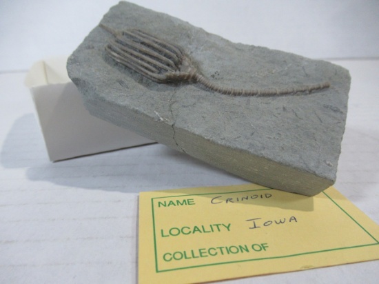 Fossilized Crinoid Specimen