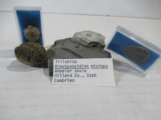 Fossilized Trilobites Lot of (5)