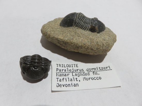 Fossilized Trilobites Lot of (2)