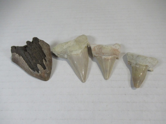 Shark Teeth Lot of (4)