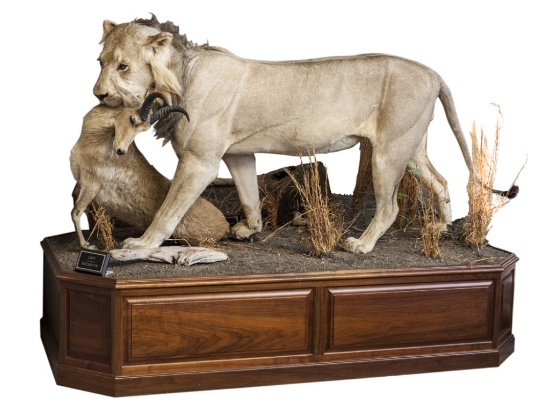 Taxidermy Auction