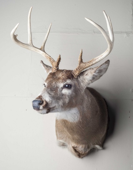 9 Point Whitetail Deer Shoulder Mount