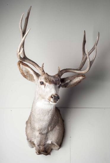 12 Point Whitetail Deer Shoulder Mount
