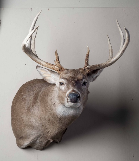 14 Point Whitetail Deer Shoulder Mount